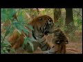 Tiger fight - Awsome