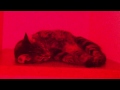supercute
