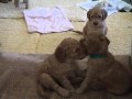 Labradoodle Puppies for Sale!!!     (movie 2 of 3)