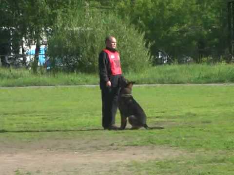 Chiempionat Rossii po IPO 2010, B-80|-