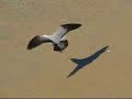 GAVIOTA GARUMA (Larus modestus)