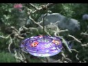 Ruby Throated Hummingbirds