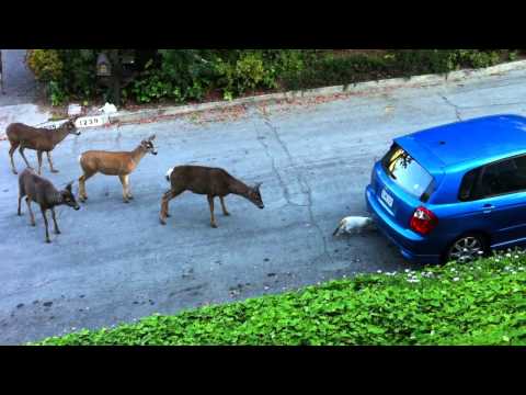 DEER