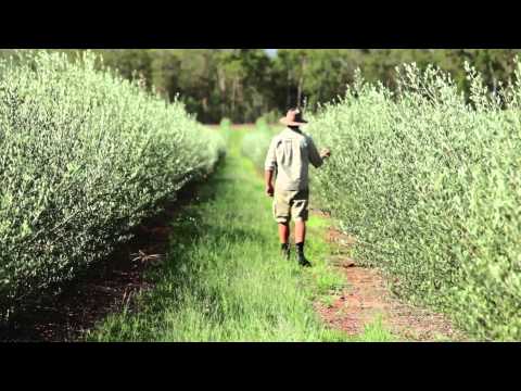 how to harvest olive leaves