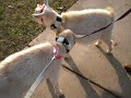 Baby Nigerian Dwarf goats ramming!