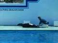 しながわ水族館　アシカショー　-その1
