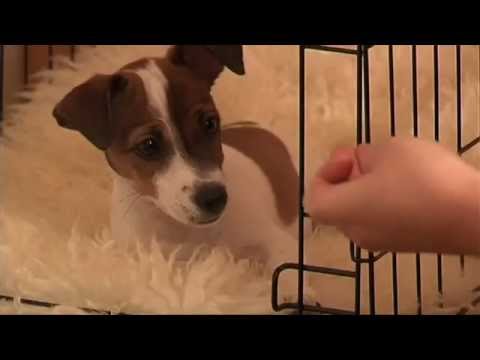how to properly crate train a puppy
