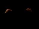Sock Puppets Sock Puppets