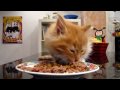 Om Nom Nom Nom