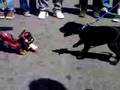 Japantown showdown: Puppy vs. Puppet