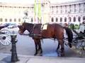 Peifen in Austria Vienna 1 16 3 07