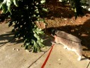 Manx Cat walking on a leash