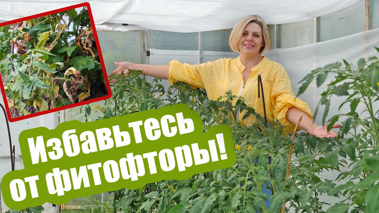 ХОМ от фитофторы томатов