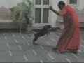 Barking Yogi