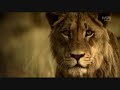 Animals Playing Soccer (World Cup South Africa 2010) Futbol