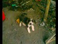 video lang