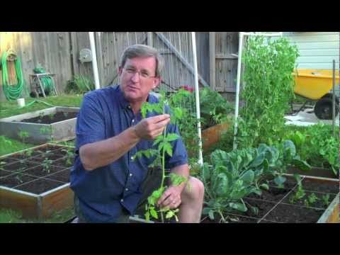 how to transplant tomato plants