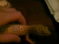 leopard-gecko-sex-ma