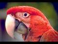 Desmatamento da Amazônia