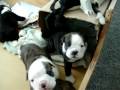 Olde English Bulldogge Puppies 1 14 2009 002