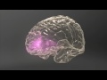 Meth Inside Out: Brain & Behavior - Triggers