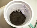 Germinar y Sembrar Ají Morrón: Capsicum Peperone Pepper