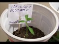 Germinar y Sembrar Ají Morrón: Capsicum Peperone Pepper