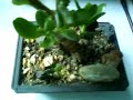 My Bonsai (In July)