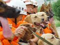 Soldier    (Sniffer dogs  )