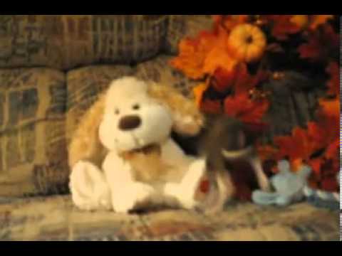 Andrew video Italian greyhound shipping included