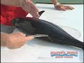 Cleaning Tuna After The Catch Cleaning Tuna After The Catch