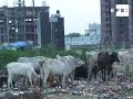 En la congestionada capital de la India, los vehículos de todos los tamaños y los peatones comparten su espacio con miles de animales callejeros.cabras, perros, cerdos, vacas y búfalos  recorren las calles de Nueva Delhi libremente ajenas a las molestias que causan a los ciudadanos y al riesgo de provocar accidentes.En la India, muchos de estos animales se consideran sagrados por representar deleidades veneradas por la religión nindú.efe internacional india vacas sagradas nueva delhi