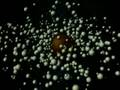 Transformation Of The World - Robert Schoch Foundation