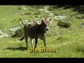 Die Bless, mei Kuah (Jodellied) - Tiroler Abend DVD