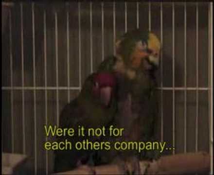 Bird Fighting to survive. #3