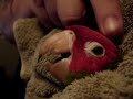 Bird Fighting to survive. #3