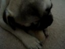 Ozzie Gets a Bone..Kona gets Sad