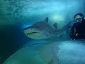 Michael Franti swims with the sharks