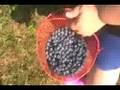 Blue Berry Picking at Blueberry Hill - Loudonville Ohio