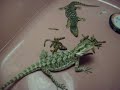 Savannah Monitor Meets Bearded Dragon