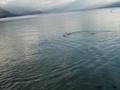 MON AIRBOAT#1