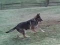 German Shepherd - Anika Playing German Shepherd - Anika Playing