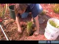 How to Plant Perennials How to Plant Perennials