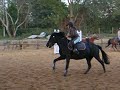 poney