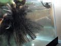 Bettas/Plakat mating Bettas/Plakat mating