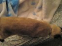 Noisy Seal Point Siamese Sacha Morning Greeting