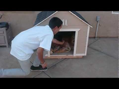 how to build dog house