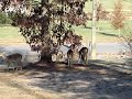 .... young whitetails in my front yard....