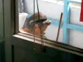 O nepoata tampita isi sperie bunica