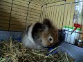 Harlekijn